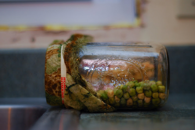 Chitting peas in a jar