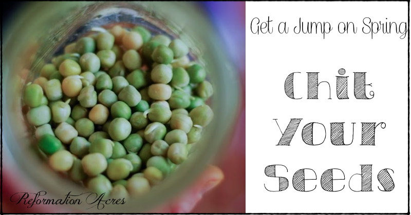 Chitting peas in a jar