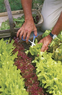 cutting lettuce