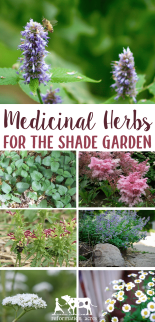 There are several, beautiful, easy-to-grow medicinal herbs that can be grown in the shade garden. These top 8 are among my favorite herbs to plant in shade.