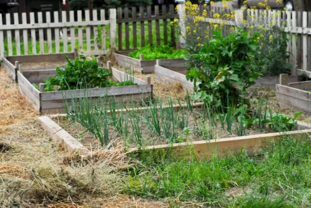 vegetable garden plants