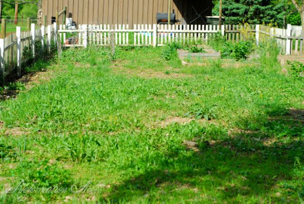 Garden in July