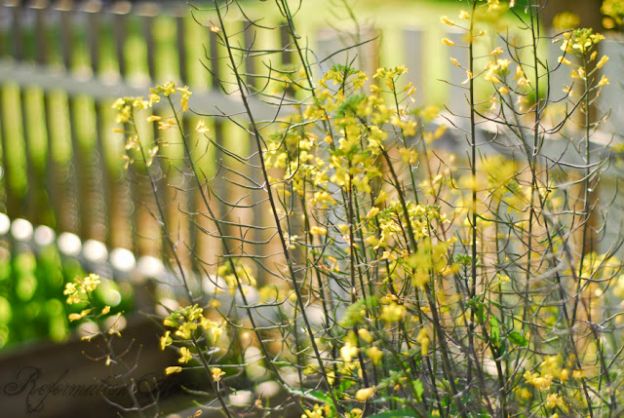 Garden In May
