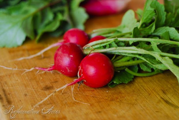 Radishes From Garden