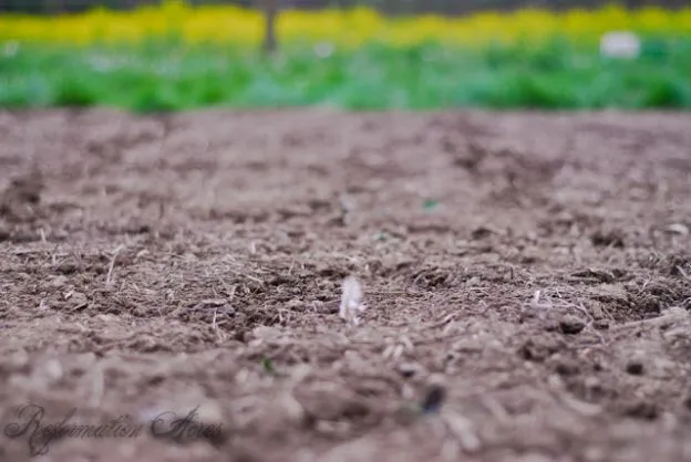 bare dirt in garden1