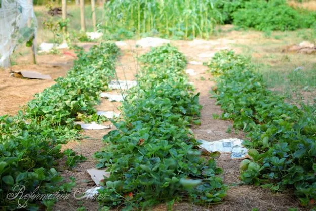 Strawberry plants with mulch in between1