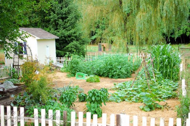 Garden in July
