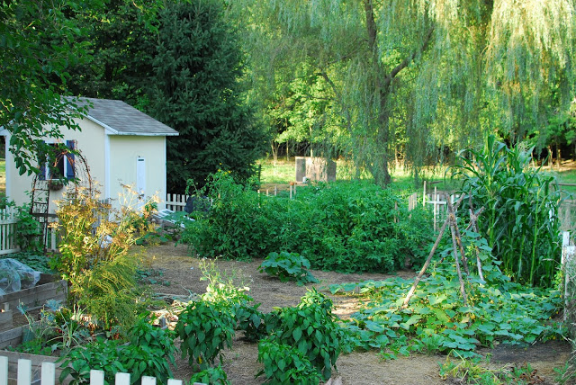 Garden in July