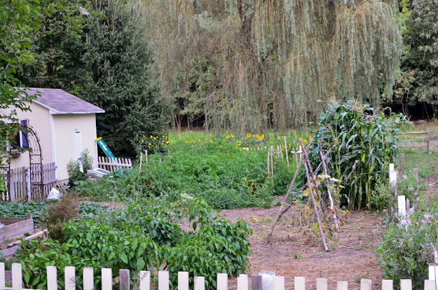 Homestead Garden in Summer August