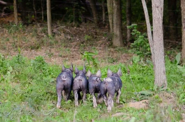 pigs in a pasture 2