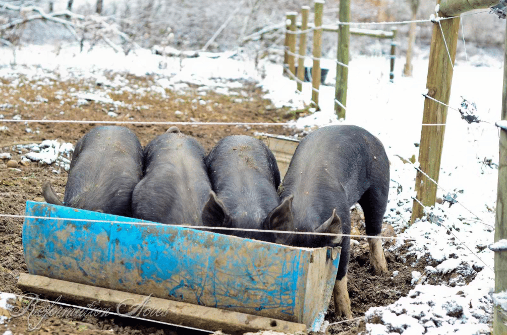 4 pigs eating out of a trough