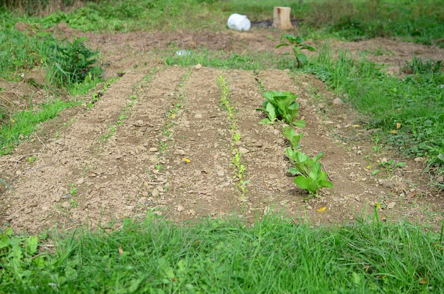 Farmstead Garden in the Fall Season