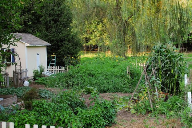 green garden plants in fenced in garden 1