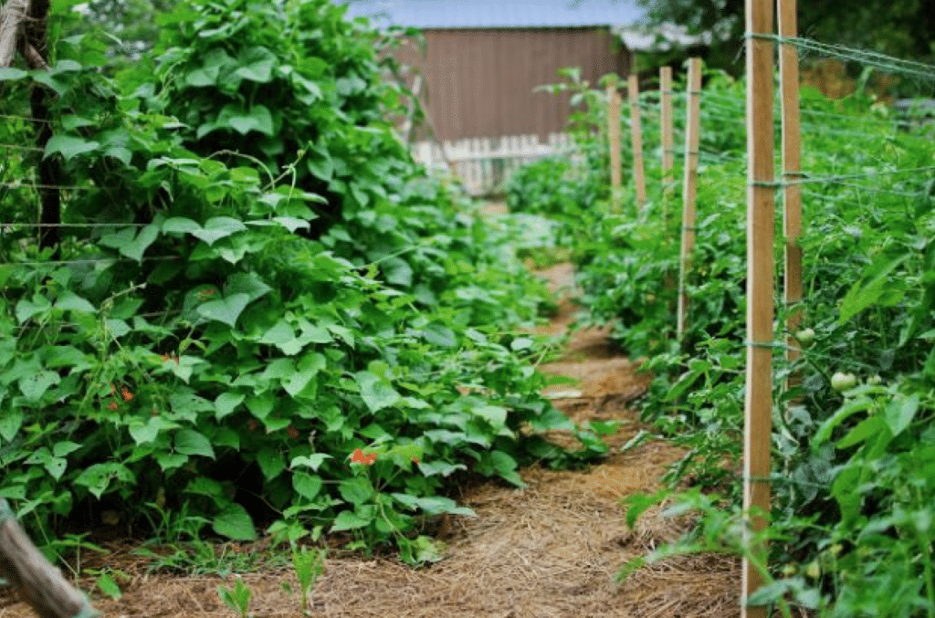 green plants growing on trellises in garden