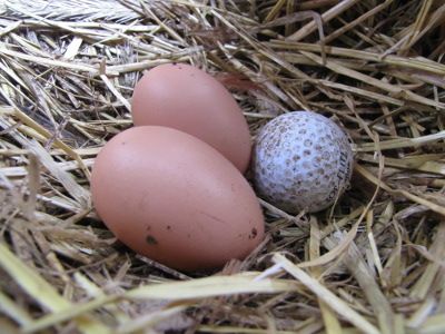 Gleanings from March on the Farmstead