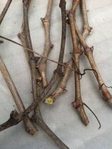 Gleanings from March on the Farmstead