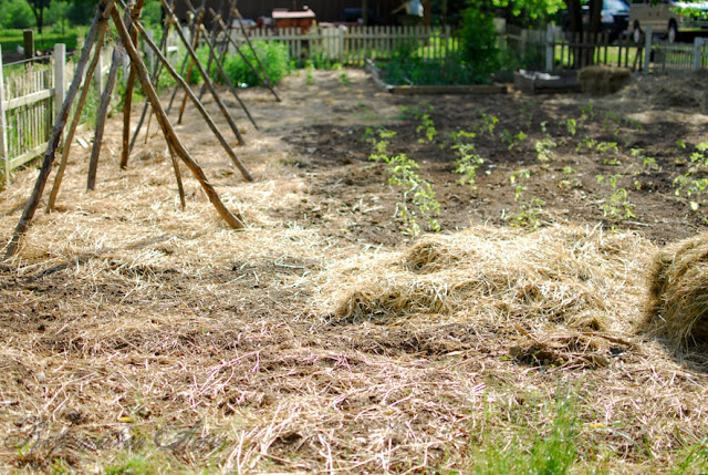 Rethinking Mulch Gardening