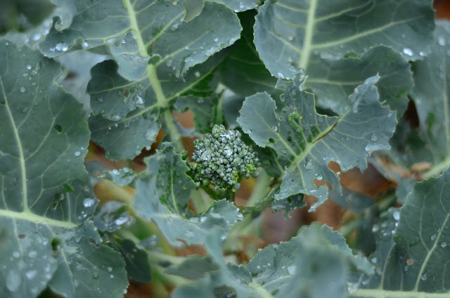 Rethinking Mulch Gardening