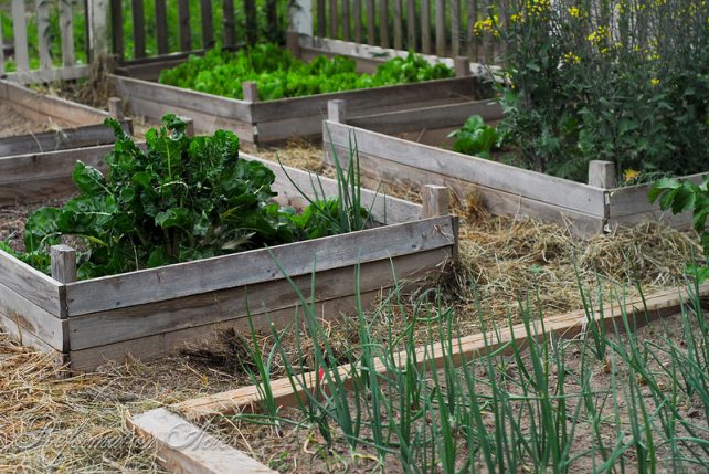 Rethinking Mulch Gardening