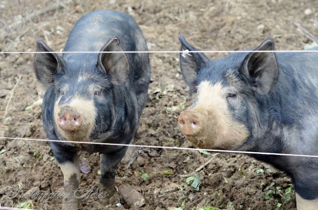 Pigs Butchering Stats in Farmstead