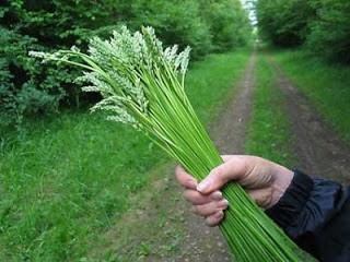 Gleanings from April on Farmstead