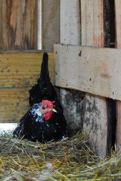 ancona chicken