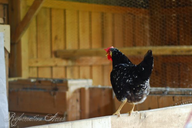 black ancona chicken breed