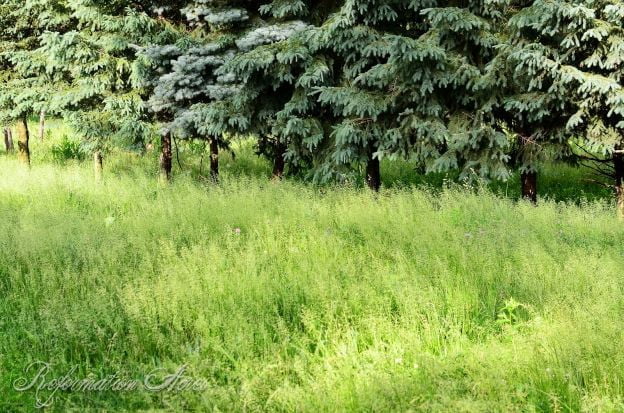 long green grass next to trees