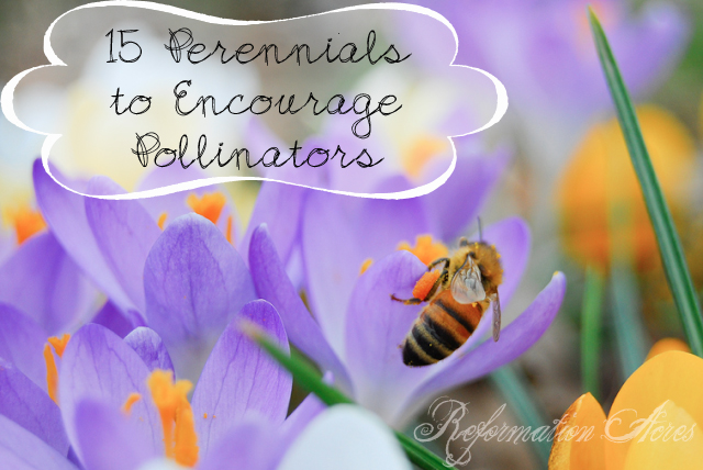 One of my goals as a vegetable gardener and orchardist is to promote and encourage a vibrant and healthy population of pollinators around my home and garden. I have found 15 beautiful, easy-care perennials to grow in my garden that really encourage pollinators.