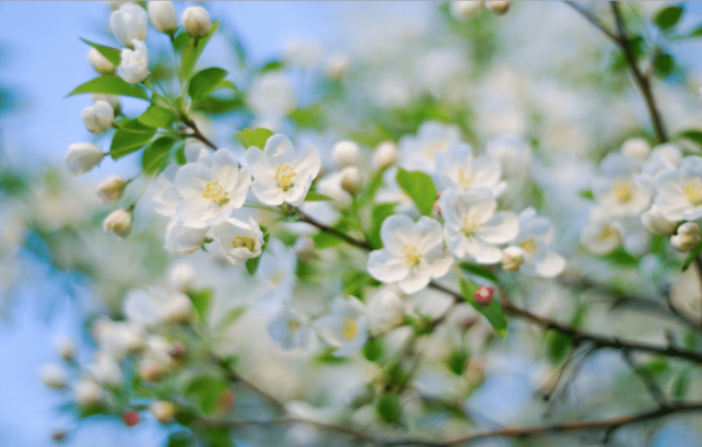 One of my goals as a vegetable gardener and orchardist is to promote and encourage a vibrant and healthy population of pollinators around my home and garden. I have found 15 beautiful, easy-care perennials to grow in my garden that really encourage pollinators.