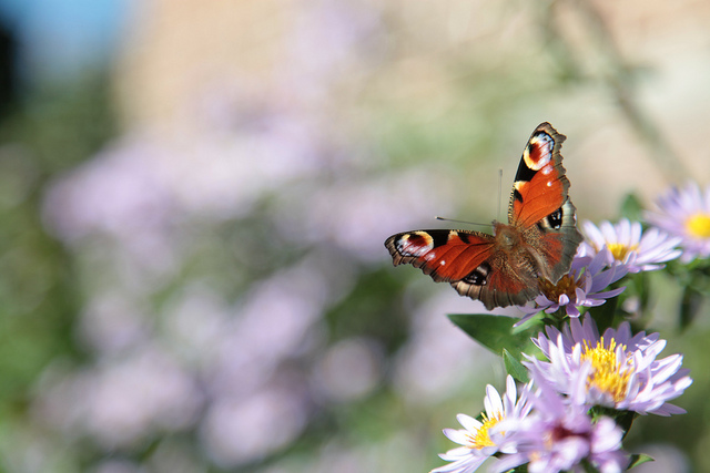 One of my goals as a vegetable gardener and orchardist is to promote and encourage a vibrant and healthy population of pollinators around my home and garden. I have found 15 beautiful, easy-care perennials to grow in my garden that really encourage pollinators.