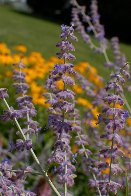 One of my goals as a vegetable gardener and orchardist is to promote and encourage a vibrant and healthy population of pollinators around my home and garden. I have found 15 beautiful, easy-care perennials to grow in my garden that really encourage pollinators.