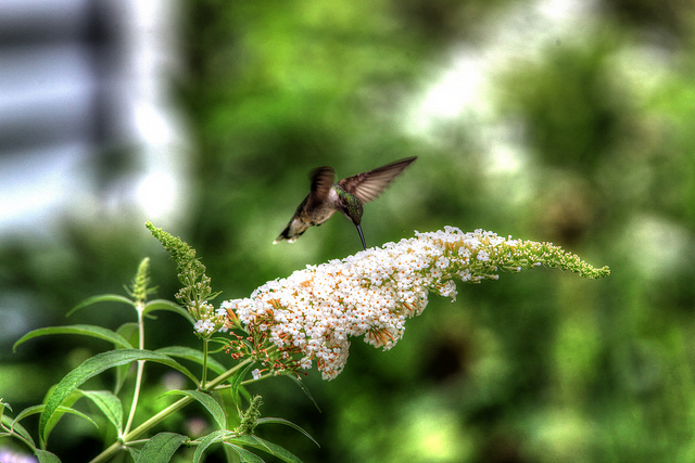 One of my goals as a vegetable gardener and orchardist is to promote and encourage a vibrant and healthy population of pollinators around my home and garden. I have found 15 beautiful, easy-care perennials to grow in my garden that really encourage pollinators.