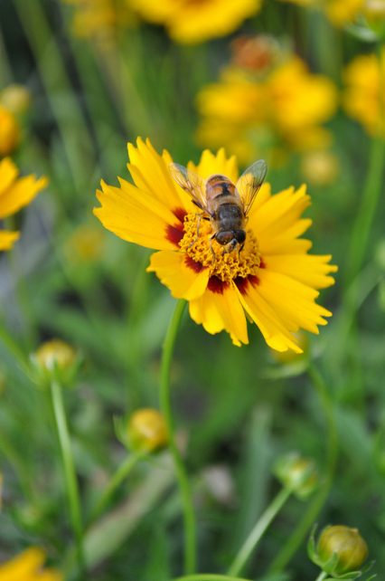 One of my goals as a vegetable gardener and orchardist is to promote and encourage a vibrant and healthy population of pollinators around my home and garden. I have found 15 beautiful, easy-care perennials to grow in my garden that really encourage pollinators.