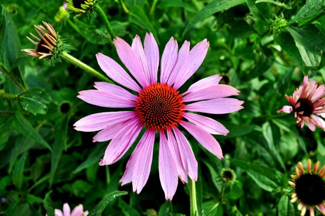 One of my goals as a vegetable gardener and orchardist is to promote and encourage a vibrant and healthy population of pollinators around my home and garden. I have found 15 beautiful, easy-care perennials to grow in my garden that really encourage pollinators.