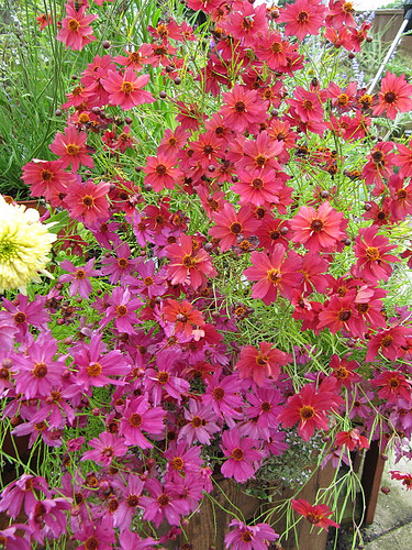 One of my goals as a vegetable gardener and orchardist is to promote and encourage a vibrant and healthy population of pollinators around my home and garden. I have found 15 beautiful, easy-care perennials to grow in my garden that really encourage pollinators.