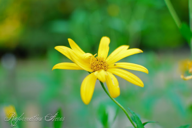 One of my goals as a vegetable gardener and orchardist is to promote and encourage a vibrant and healthy population of pollinators around my home and garden. I have found 15 beautiful, easy-care perennials to grow in my garden that really encourage pollinators.