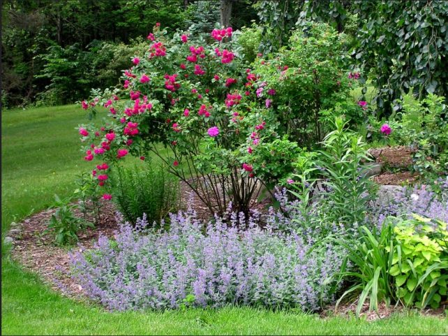 One of my goals as a vegetable gardener and orchardist is to promote and encourage a vibrant and healthy population of pollinators around my home and garden. I have found 15 beautiful, easy-care perennials to grow in my garden that really encourage pollinators.