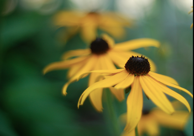 One of my goals as a vegetable gardener and orchardist is to promote and encourage a vibrant and healthy population of pollinators around my home and garden. I have found 15 beautiful, easy-care perennials to grow in my garden that really encourage pollinators.