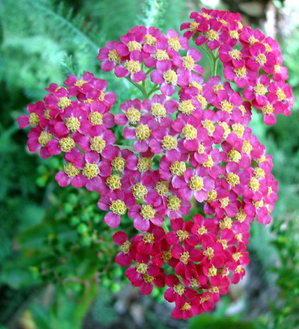 One of my goals as a vegetable gardener and orchardist is to promote and encourage a vibrant and healthy population of pollinators around my home and garden. I have found 15 beautiful, easy-care perennials to grow in my garden that really encourage pollinators.