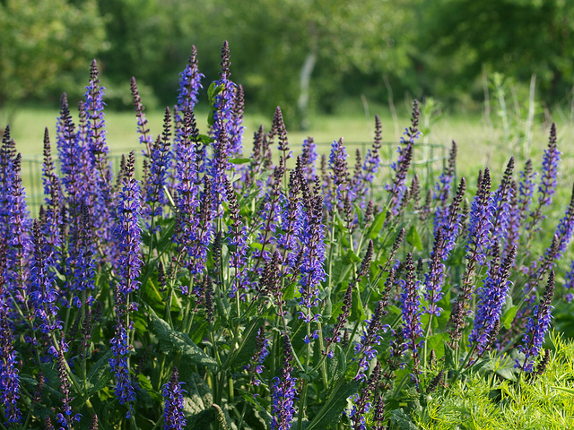 One of my goals as a vegetable gardener and orchardist is to promote and encourage a vibrant and healthy population of pollinators around my home and garden. I have found 15 beautiful, easy-care perennials to grow in my garden that really encourage pollinators.