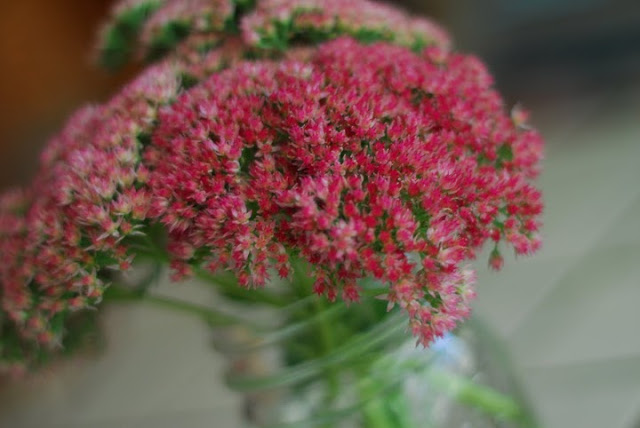 One of my goals as a vegetable gardener and orchardist is to promote and encourage a vibrant and healthy population of pollinators around my home and garden. I have found 15 beautiful, easy-care perennials to grow in my garden that really encourage pollinators.