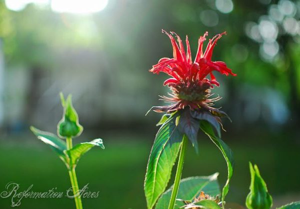 One of my goals as a vegetable gardener and orchardist is to promote and encourage a vibrant and healthy population of pollinators around my home and garden. I have found 15 beautiful, easy-care perennials to grow in my garden that really encourage pollinators.