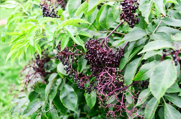 Elderberries