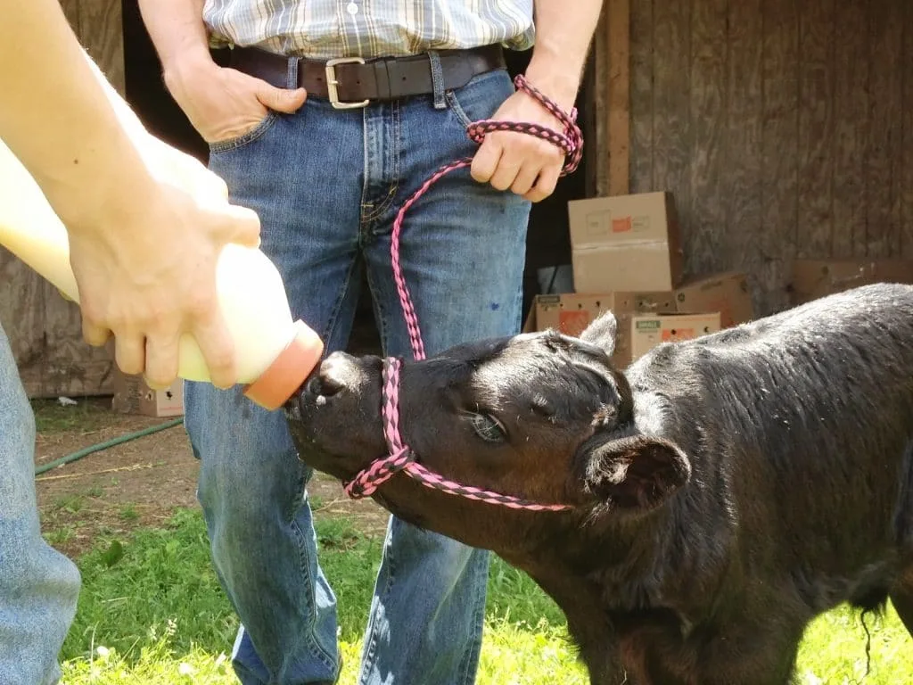 boy bottle-feeding calf close up