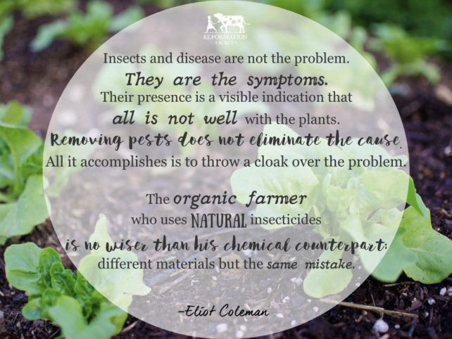 "Insects and disease are not the problem. They are the symptoms. Their presence is a visible indication that all is not well with the plants. Removing pests does not eliminate the cause. All it accomplishes is to throw a cloak over the problem. The organic farmer who uses natural insecticides is no wiser than his chemical counterpart; different materials but the same mistake." Eliot Coleman