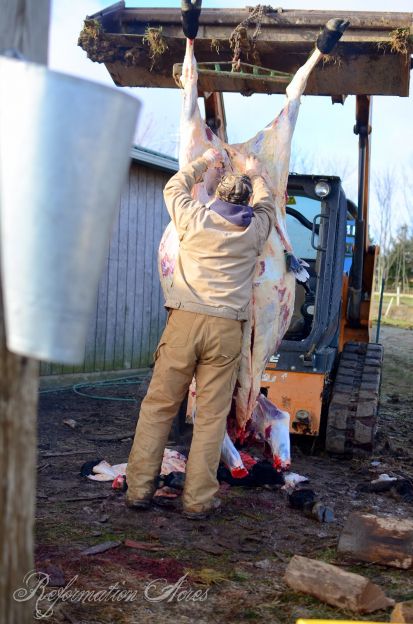 Cow being hung upside down with skin removed for Butchering Beef on the Homestead