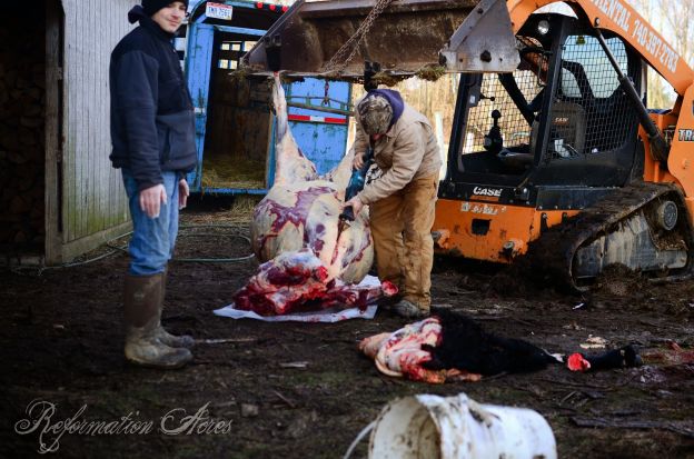 Hanging a cow using a crane