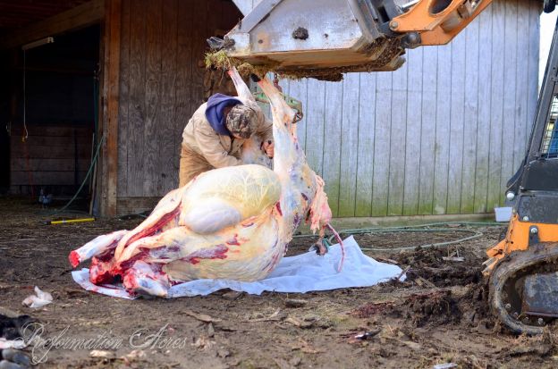 Cow ready to be sliced into different parts