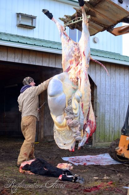 Removing the intestines of the cow